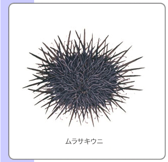 ウニ