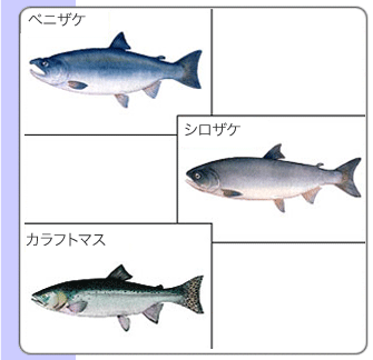 サケ・マス類